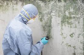 Reliable West Hattiesburg, MS Mold Removal Services Solutions